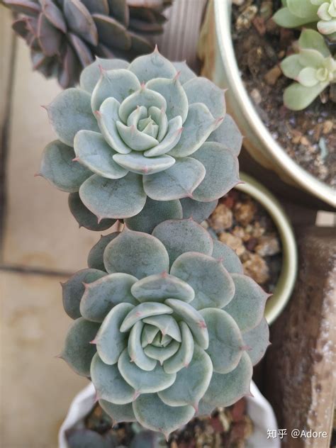 多内植物|多肉植物图鉴,常见多肉植物问题大全